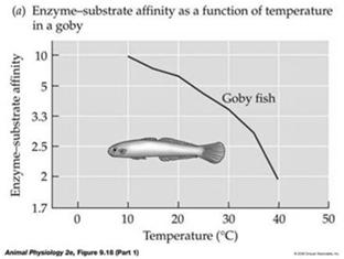 In response to increased temperature, expression of metabolic enzymes is decreased, partially compensating for the
