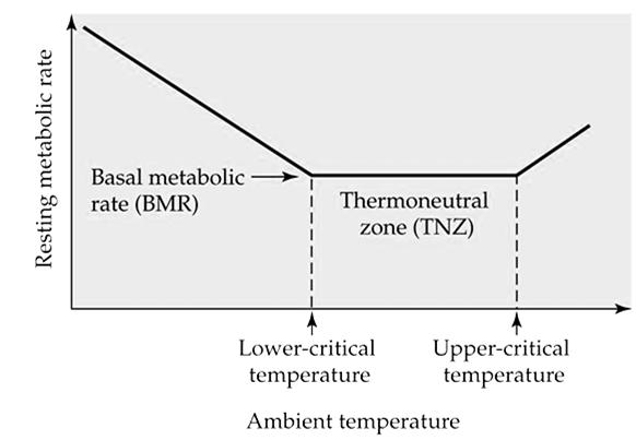 Figure 10.28 The relation between resting metabolic rate and ambient temperature in mammals and birds Thermal Zones 1. Mammals and Birds modify conductance, etc.
