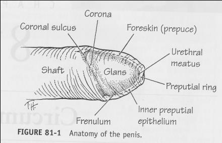 A small blood vessel lies beneath the frenulum at the lower most attachment the foreskin. Retraction of the foreskin is minimal at birth, yet normally separates throughout childhood.