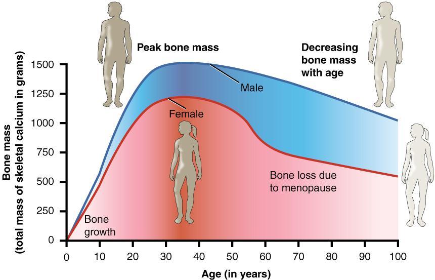 Late Symptoms Osteoporosis Cardiovascular system Oestrogen is protective before menopause Similar incidence of cardiovascular disease to men by 70 Less active somatotropic axis Oestrogen increases
