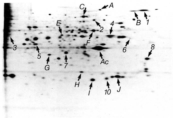 Steroids and oocyte maturation IEF 199 x10' 3 SDS 14-3 J 5 Intact GV IEF SDS 14-3 7 50? o GVBD Figs 4-7. Fluorographs of electrophoretic separations of labelled polypeptides synthesized by oocytes.