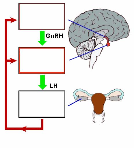 2.2.1 Luteinizing hormone (LH) - release Hypothalamus Pituitary gland Ovaries Testes Biochemical background: The release of LH from the gonadotropic cells of the pituitary gland is controlled by