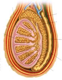 with Testosterone cause the Sertoli cells in the Seminiferous tubules to stimulate sperm production The sperm become mature in the
