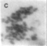 Hypophthalmichthys molitrix A) Control chromosome B)