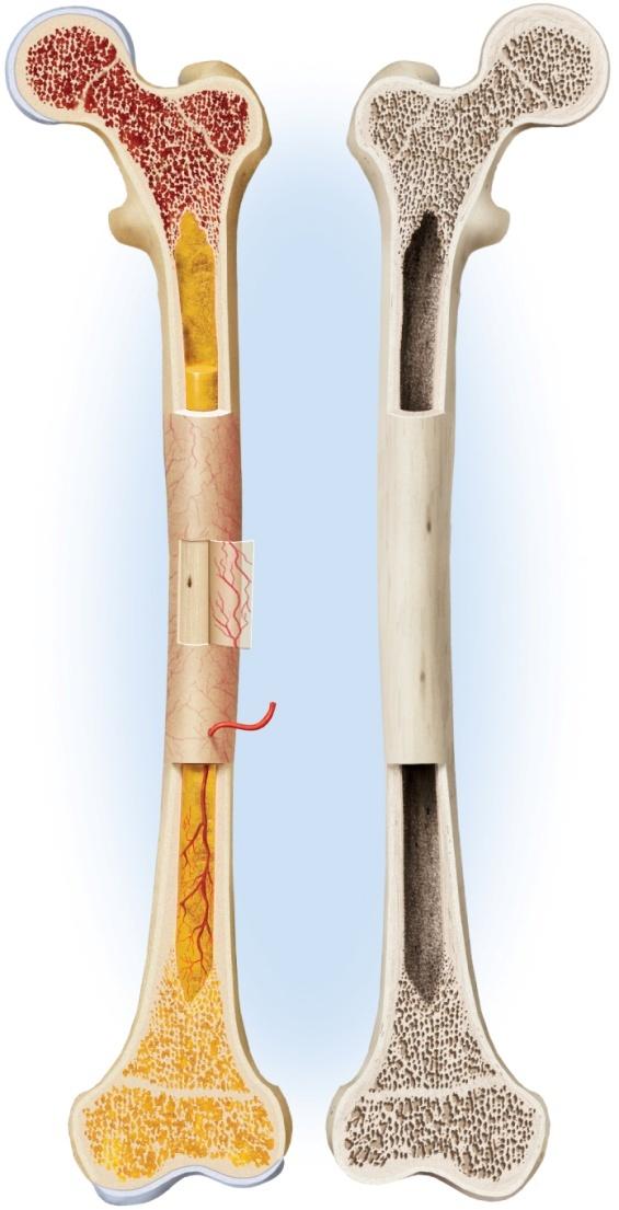 Structure of a Long Bone Articular cartilage Red bone marrow Epiphyseal line Marrow cavity Yellow bone marrow Periosteum Nutrient foramen Site of endosteum Compact bone Spongy
