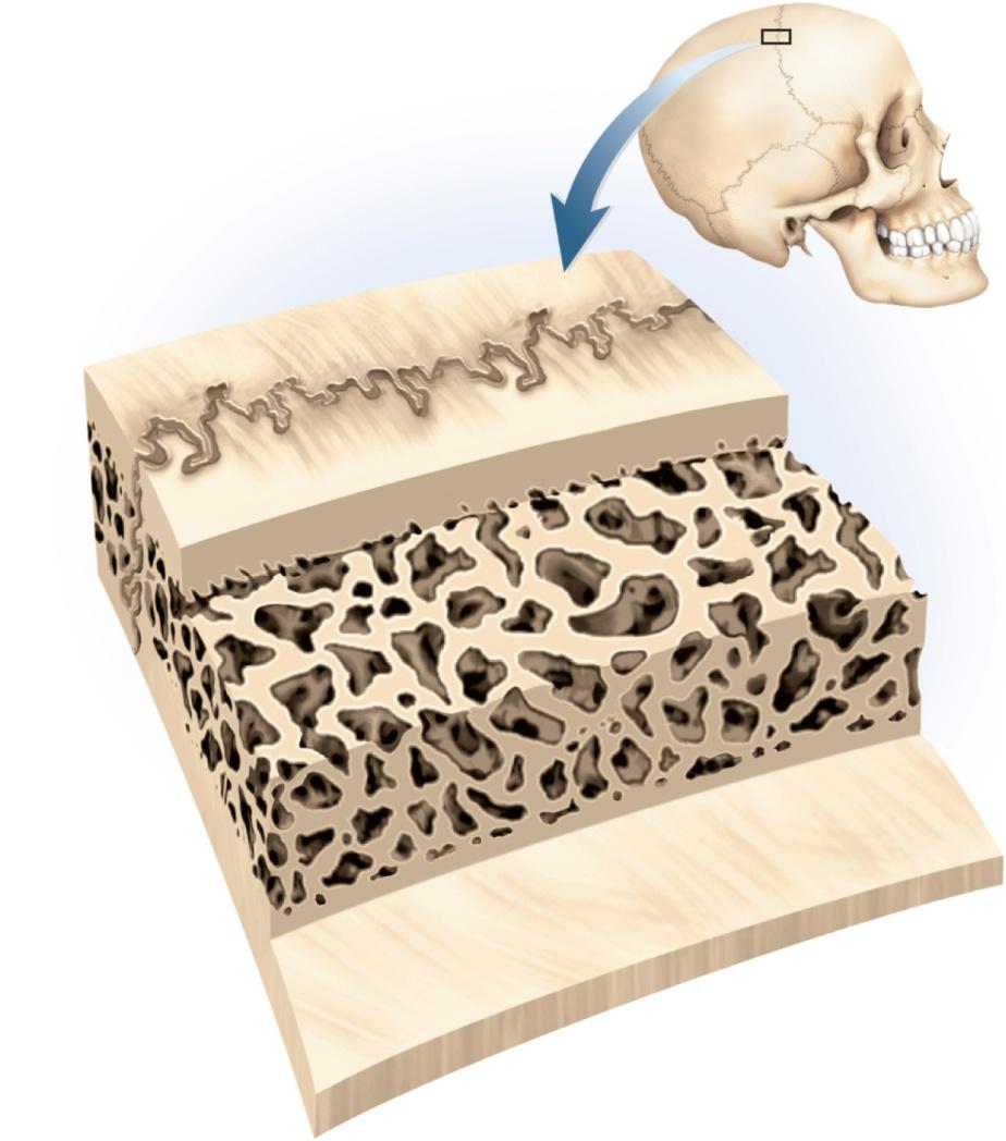Structure of a Flat Bone Suture Outer compact bone Spongy bone (diploe) Trabeculae Inner compact bone sandwich-like construction two layers of compact bone