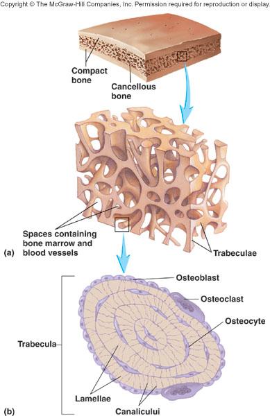 Osteoclasts and Stem Cells Osteoclasts. Resorption of bone Ruffled border: where cell membrane borders bone and resorption is taking place. H ions pumped across membrane, acid forms, eats away bone.