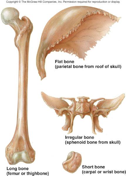 Upper and lower limbs Short Ex. Carpals and tarsals Flat Ex. Ribs, sternum, skull, scapulae Irregular Ex.