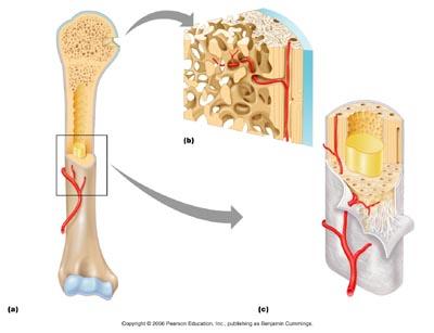 Structure of a long bone DIAPHYSIS - shaft of the bone; high amount of compact bone; contains the MEDULLARY CAVITY MEDULLARY CAVITY - hollow cavity that is filled with YELLOW BONE MARROW for storage