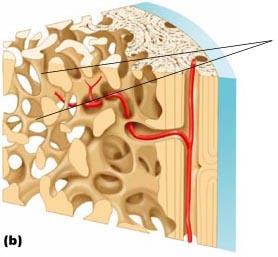 helping to resist twisting of the bone as a whole; the criss-crossing patterns of lamellae help individual osteons of bone resist twisting forces (fig. 6.