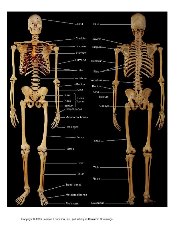 Skeleton 206 total bones 80 axial (frame) skull, thoracic cage (ribs + sternum), vertebrae 126 appendicular (appendages) Pectoral girdle: scapula, clavice Upper limb: arm, wrist, hand Pelvic girdle: