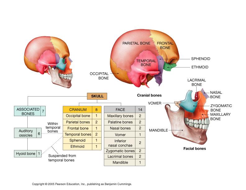 Skull = 22 bones Associated = 7 bones cranial bones - frontal, occipital, sphenoid, ethmoid, parietal, temporal facial bones - mandible, vomer, maxilla, zygomatic, lacrimal, nasal, palatine, inferior