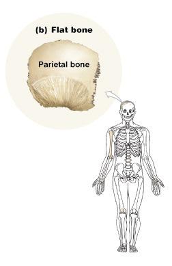 Thin with parallel surfaces Flattened and a bit curved Found in the skull, sternum, ribs,