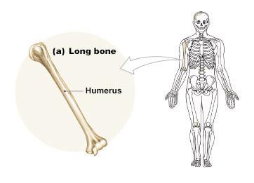 layer is called diploë Flat Bones Figure 6 1b Flat Bones The parietal bone of the skull