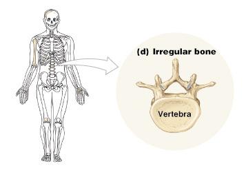 Examples: spinal vertebrae pelvic bones Irregular Bones