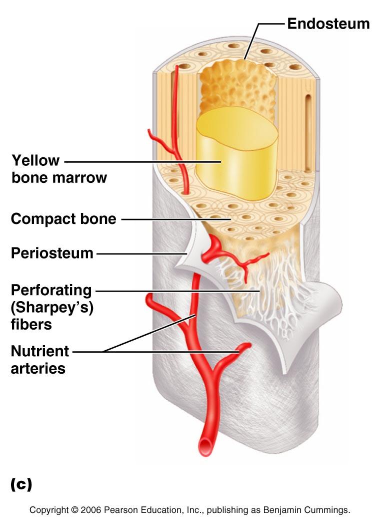 The Diaphysis Talkin bout shaft Tubular shaft that forms the axis of long bones A heavy wall of compact bone, or dense bone A central space called the marrow cavity Yellow bone marrow (fat) is