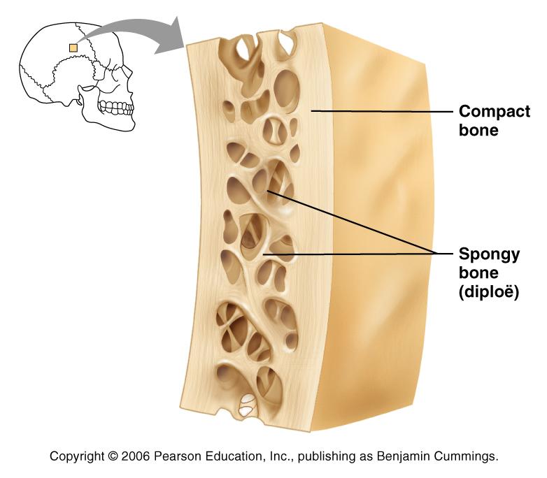 Structure of Short, Irregular, Flat and Sesamoid Bones Thin plates of periosteum-covered compact bone on the outside with endosteumcovered spongy bone (diploë) on the inside Have no diaphysis or
