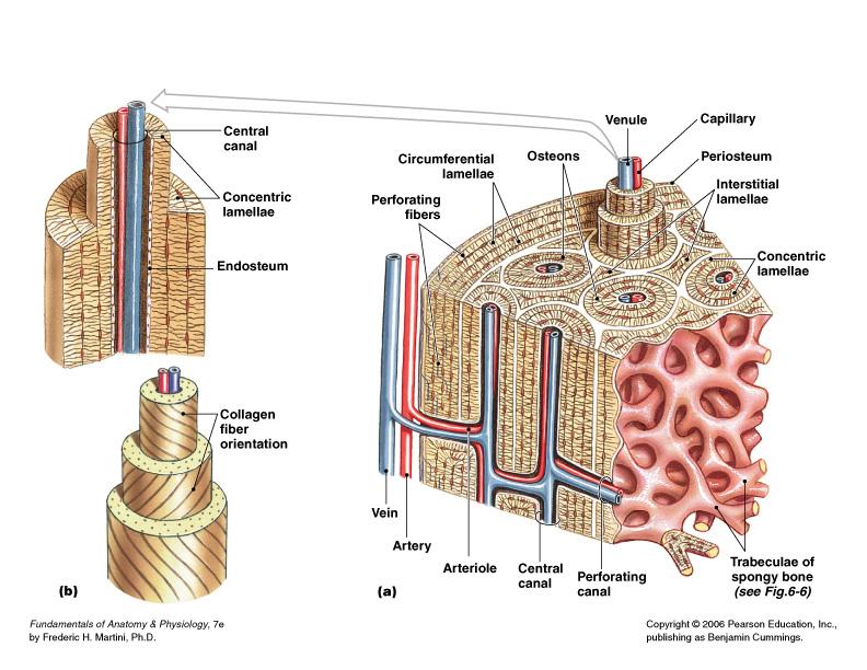 Gross Anatomy of Bones: Bone Textures Compact bone dense outer layer Spongy bone honeycomb of trabeculae filled with yellow bone marrow Compact (dense) Bone Found wherever stress is
