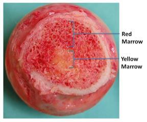 Red Marrow Tissue Type: Consists mainly of hematopoietic tissue, or tissue involved in the formation of red blood cells Prevalence: All bone marrow is red at birth, but about 50% converts to yellow