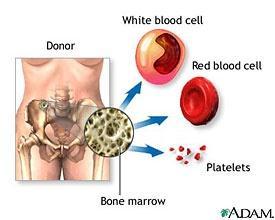 Bone Histology Bone marrow Location