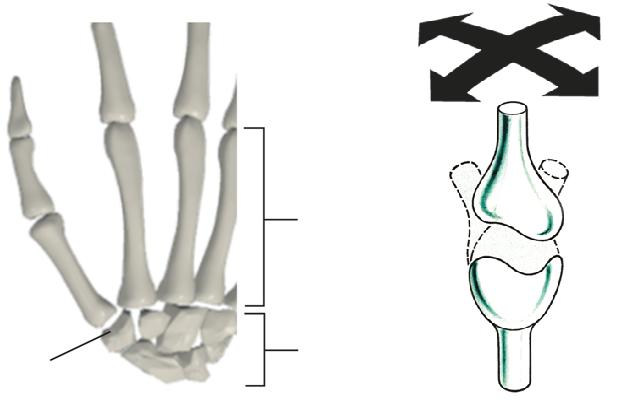 4) Saddle joint permits one bone to slide in two directions ex: carpals and metacarpals Types of