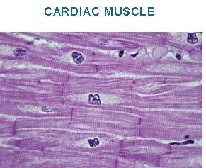 36.2 The Muscular System There are three