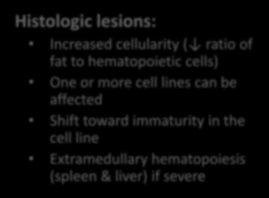 Bone marrow and blood cells: Adaptations of growth Bone Marrow Hyperplasia Histologic lesions: Increased cellularity ( ratio of fat to