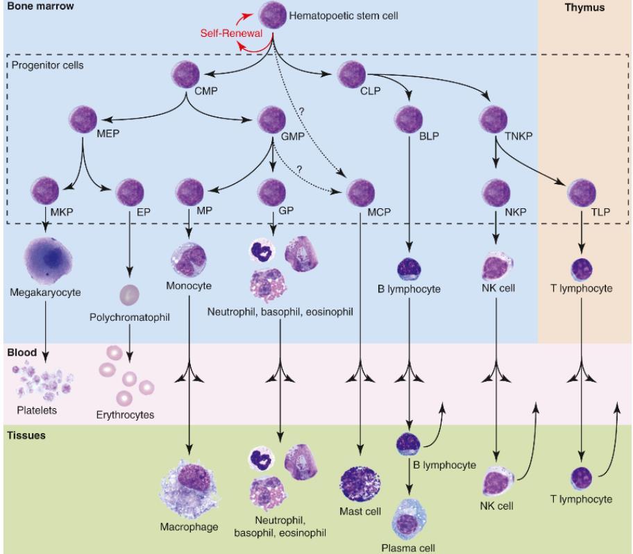 Basic concepts of hematopoiesis Hematopoietic tissue is highly prolific All blood cells are derived from a common pluripotential stem cell Pluripotential stem cells are capable of self renewal