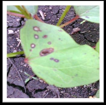 68.77% germination by protecting against seed borne Myrothecium roridum, Aspergillus niger and Curvularia lunata in J 4 cotton cultivar. Alternaria leaf spot was observed on seedlings (Fig.