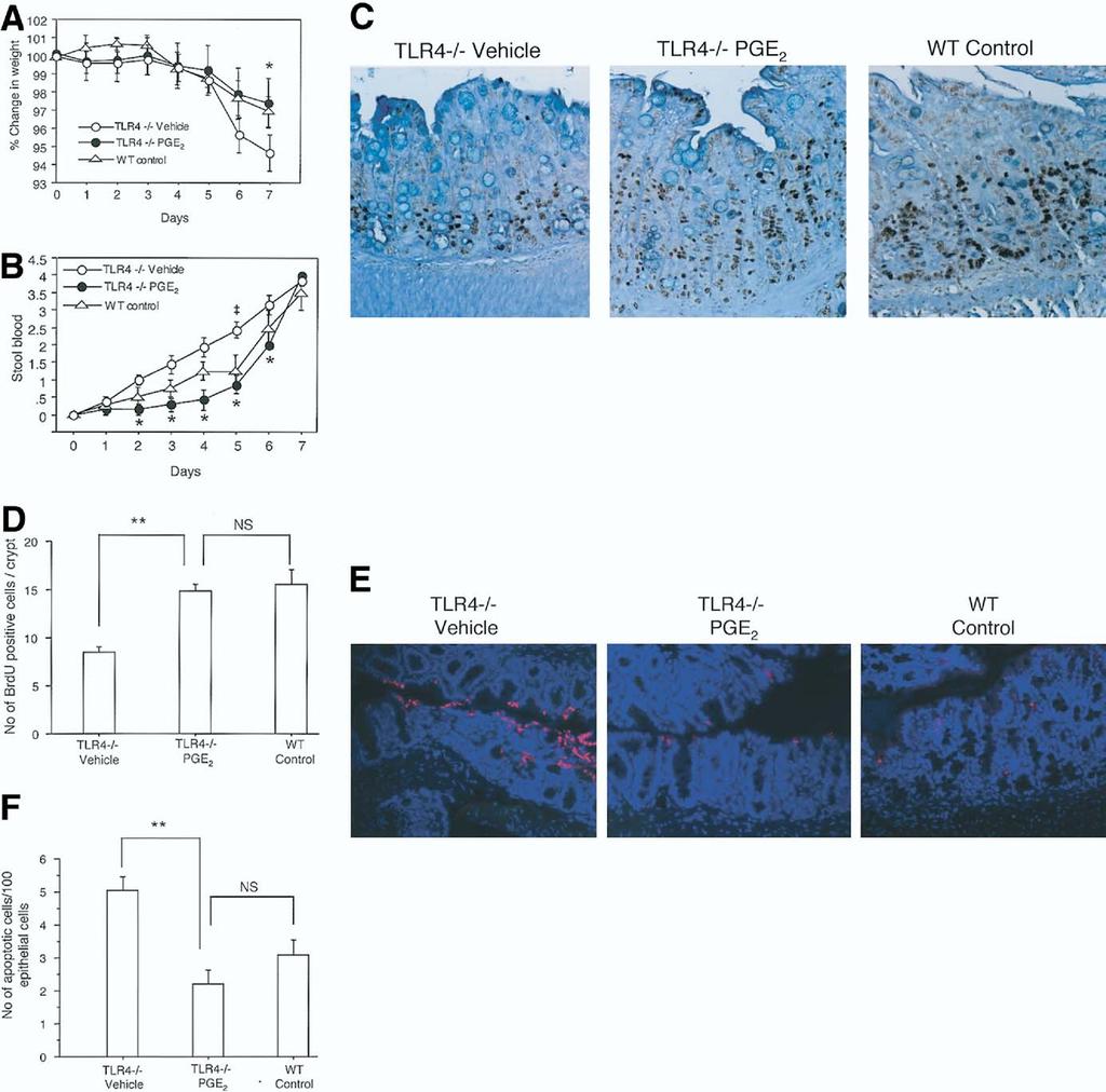 September 2006 COX 2 REGULATION BY TLR4 871 Figure 4. PGE 2 supplementation improves signs of colitis and restores epithelial healing after DSS-induced injury in TLR4 / mice.