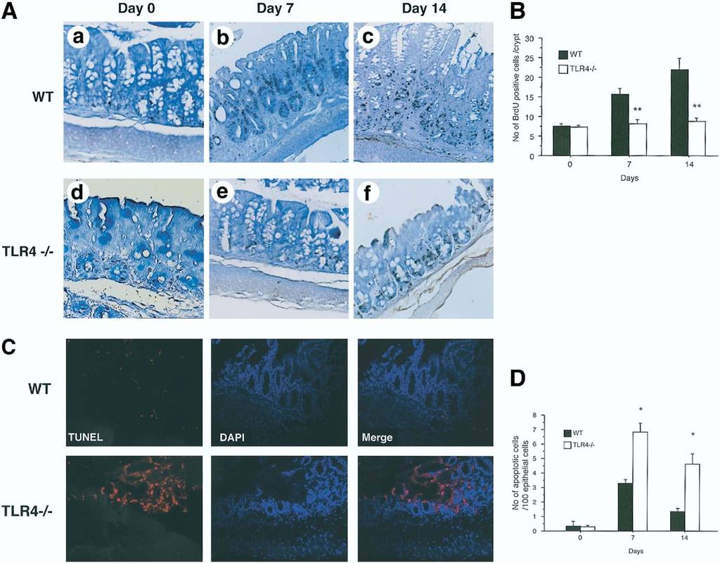 870 FUKATA ET AL GASTROENTEROLOGY Vol. 131, No. 3 Figure 3. TLR4 / mice have a persistent decrease in epithelial proliferation and increased apoptosis after 7 days of DSS treatment.