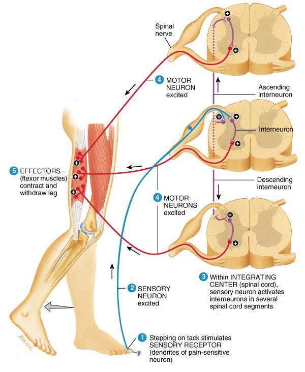 Flexor (Withdrawal) Reflex Signal pain Reflex arc type Reciprocal innervation Effect Function Intersegmental; Ipsilateral Polysynaptic; interneuron contraction of ipsilateral muscle group -