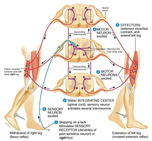 Crossed Extensor Reflex Signal pain Reflex arc type Reciprocal innervation Effect Intersegmental; contralateral Polysynaptic; extensors contract flexors relax Contralateral extensor