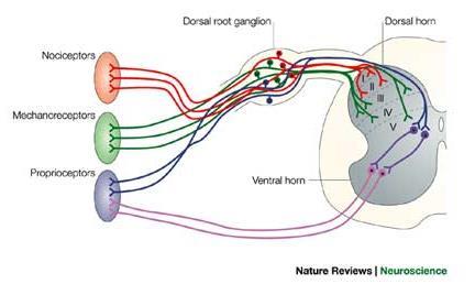 SPINAL CORD - ORIGIN FOR SPINAL NERVES dorsal root ganglion o Spinal nerves begin as roots.