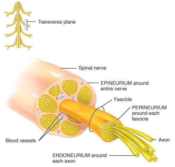 SPINAL NERVES CONNECTIVE TISSUE o Spinal nerve axons are grouped within connective tissue