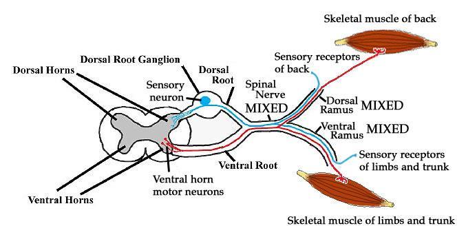 BRANCHING OF SPINAL NERVE o Spinal nerves branch into: dorsal rami -