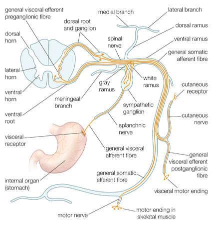 anterior trunk & limbs meningeal rami - supply meninges, vertebrae &