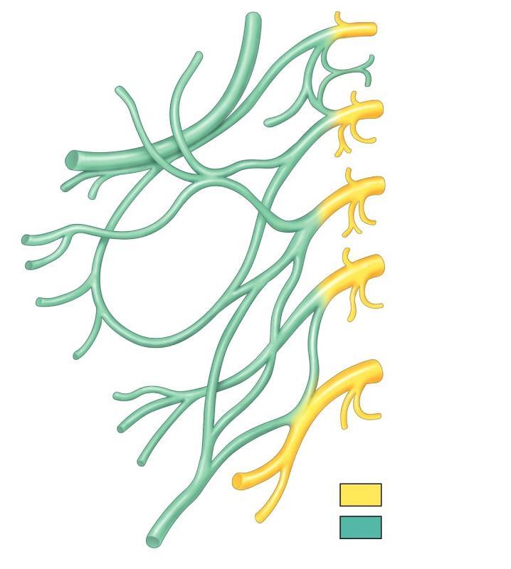 NERVE PLEXUS o Structure: ventral rami of spinal nerves forms a nerve network or plexus found in neck,