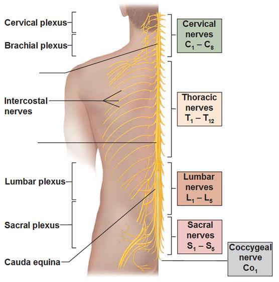Intercostal or thoracic nerves do not form pexi and innervate intercostal spaces (e.g.