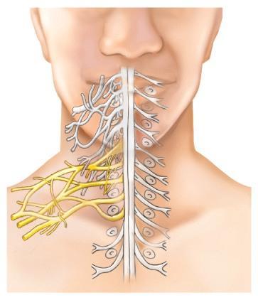 Brachial plexus o Ventral rami of spinal nerves: C5 to T1 o Supplies shoulder & upper limb o Passes