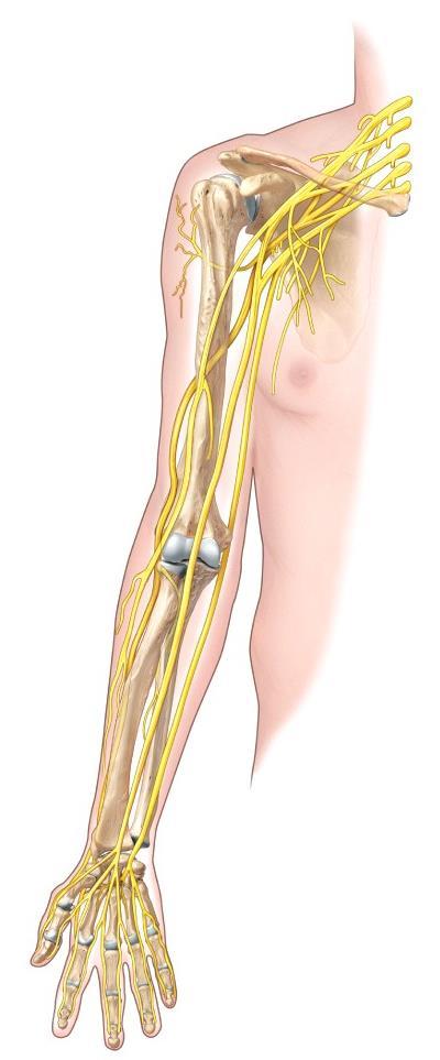 = elbow flexors Radial n. = shoulder & elbow extensors Median & ulnar nerves.