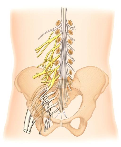 Lumbar plexus o Ventral rami of spinal nerves: L1 to L4 o Supplies abdominal wall, external genitals & anterior/medial thigh o