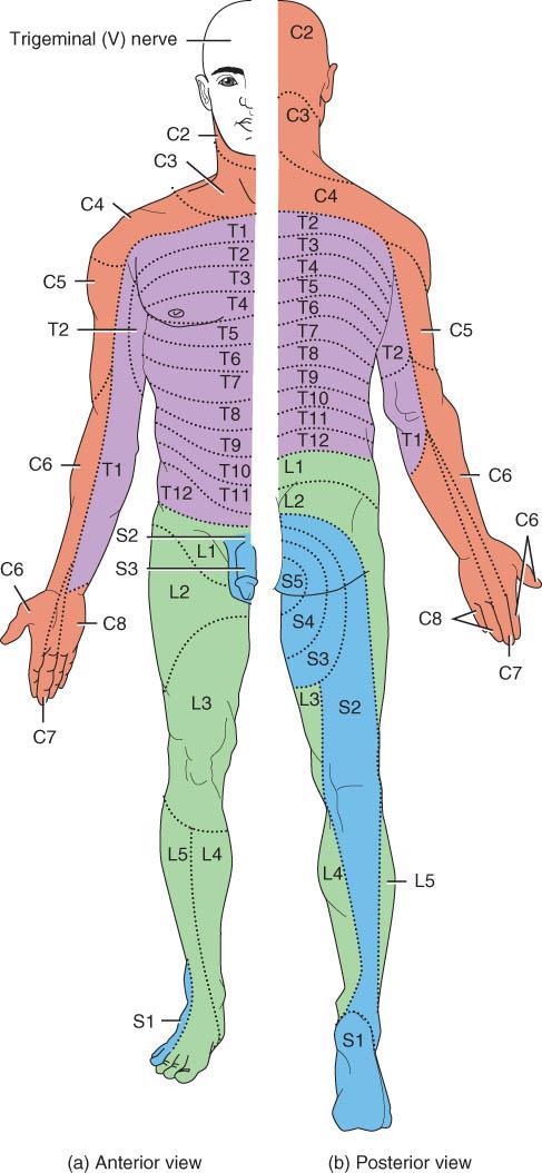 DERMATOMES o Skin over the entire body is segmented into dermatomes. All dermatomes are supplied by spinal nerves that carry somatic sensory nerves impulses into the spinal cord.