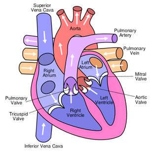 Image of systemic and pulmonary circulation removed Yaddah (Wikimedia) Please see: http://www.mhhe.