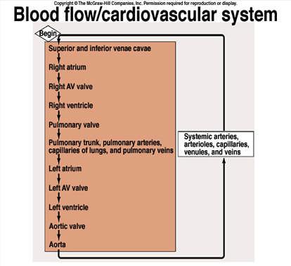Total Blood Volume Distribution Pulmonary Circulation: 12% Heart: 9%