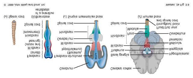 General subdivisions of the nervous system gross anatomy