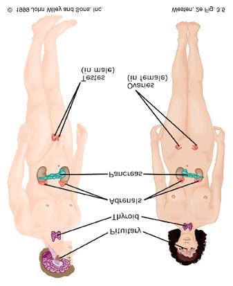 (2) the endocrine system: