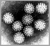 Human Papillomavirus (HPV) DNA virus Infect different areas of