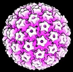 Tobacco and HPV-related Cancers benzo[a]pyrene dibenz[,l]pyrene Induces HPV Replication 3-5 Fold Human Papillomavirus