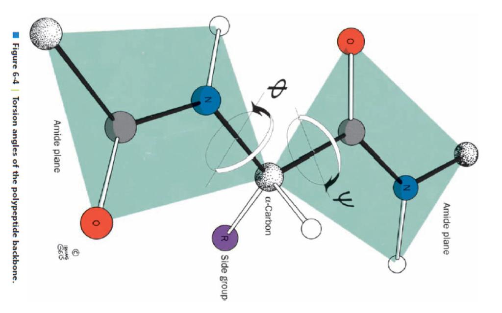 Peptide Bond: Has partial double bond character Is planar
